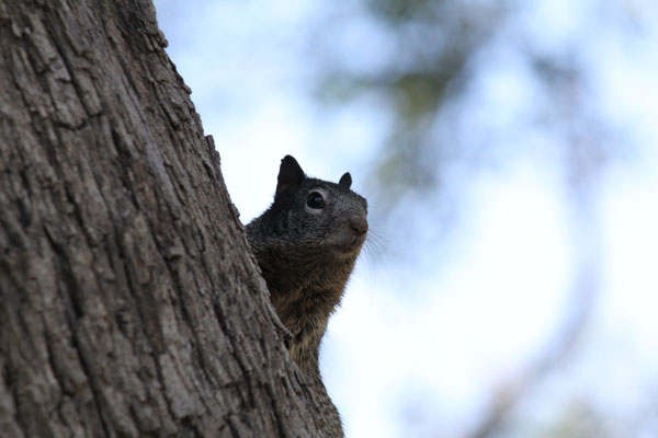 El ardillón de roca, se puede encontrar en partes serranas y hasta en el Bosque Venustiano Carranza. (Alejandro Jiménez)