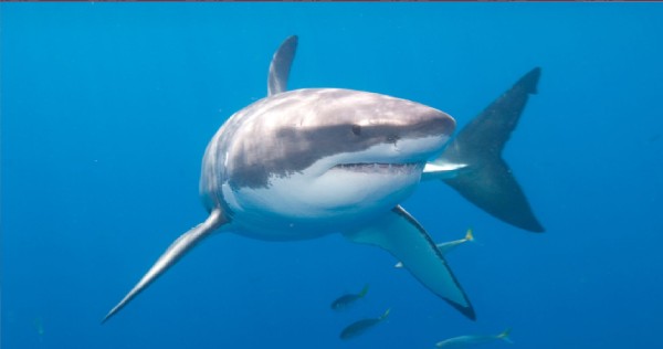 Hombre en estado grave tras ser atacado por tiburón en California