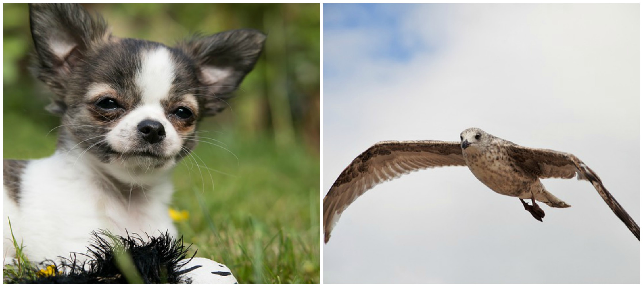 El perro chihuahua fue capturado en Deven al suroeste de Inglaterra. (Especial)