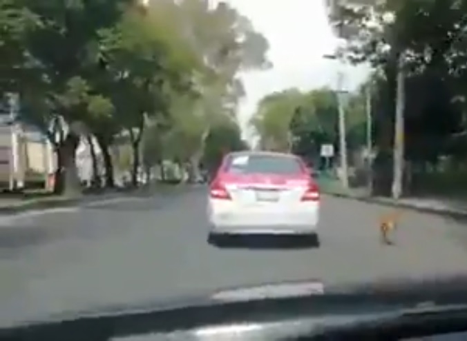 El perro persigue varios metros al taxi por la avenida Cuitláhuac. (Captura de video)