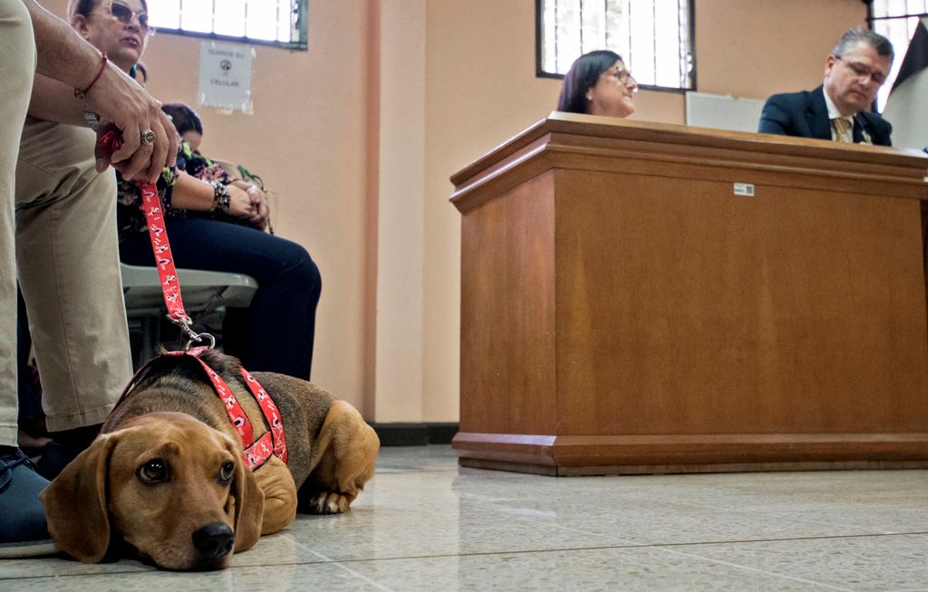 Campeón fue rescatado de una situación de maltrato animal. (AFP)