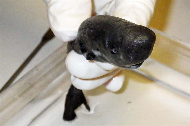 Esta especie mide únicamente 13 cm (EFE)