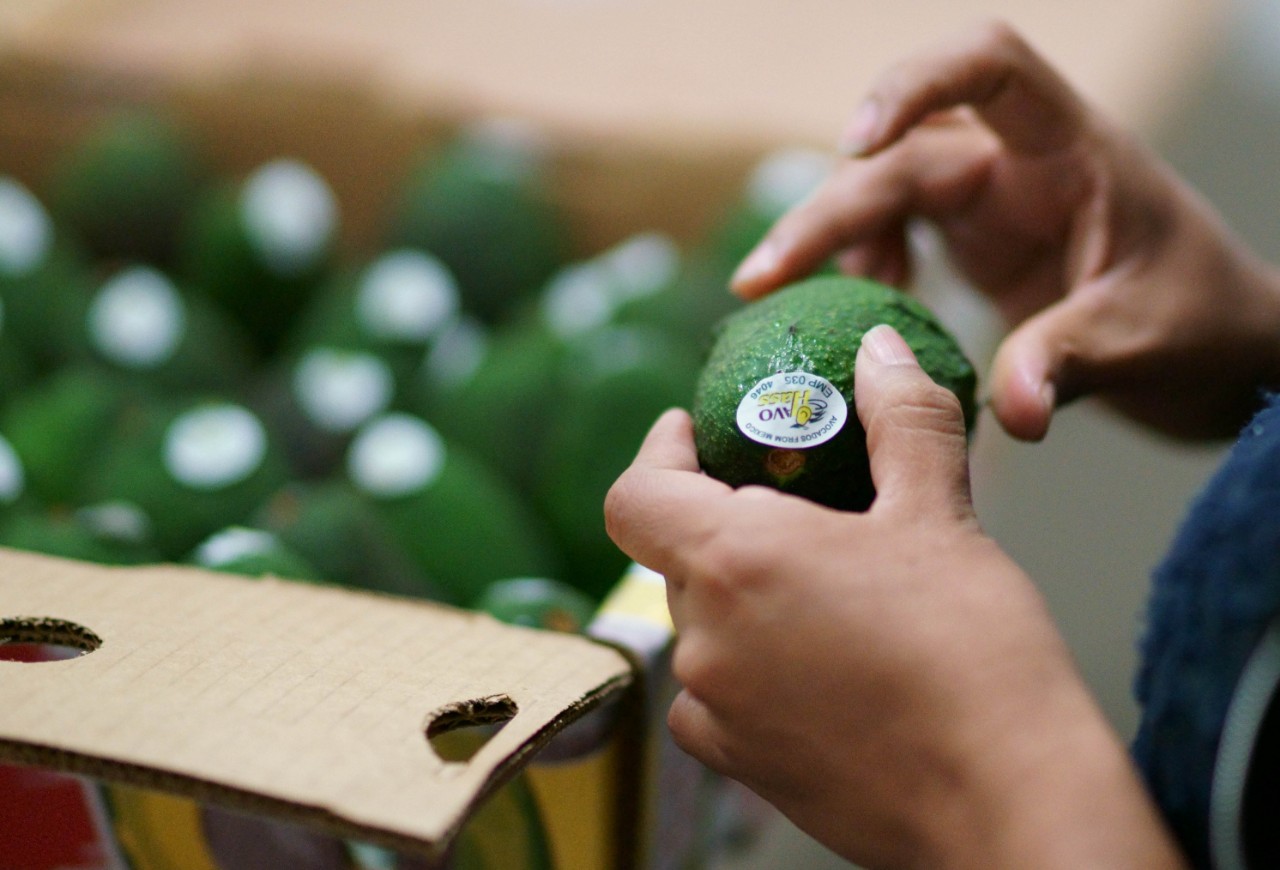 Suspenden exportaciones de aguacate de México a EU. | ARCHIVO