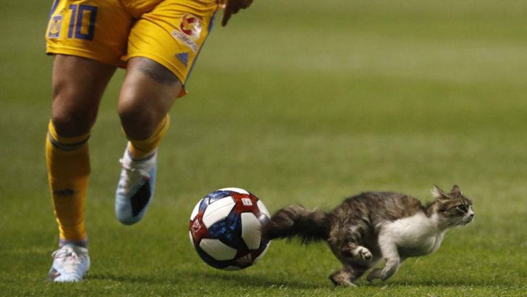 Un gato se atraviesa en el partido de Tigres en la Leagues Cup (Twitter @LeaguesCup)