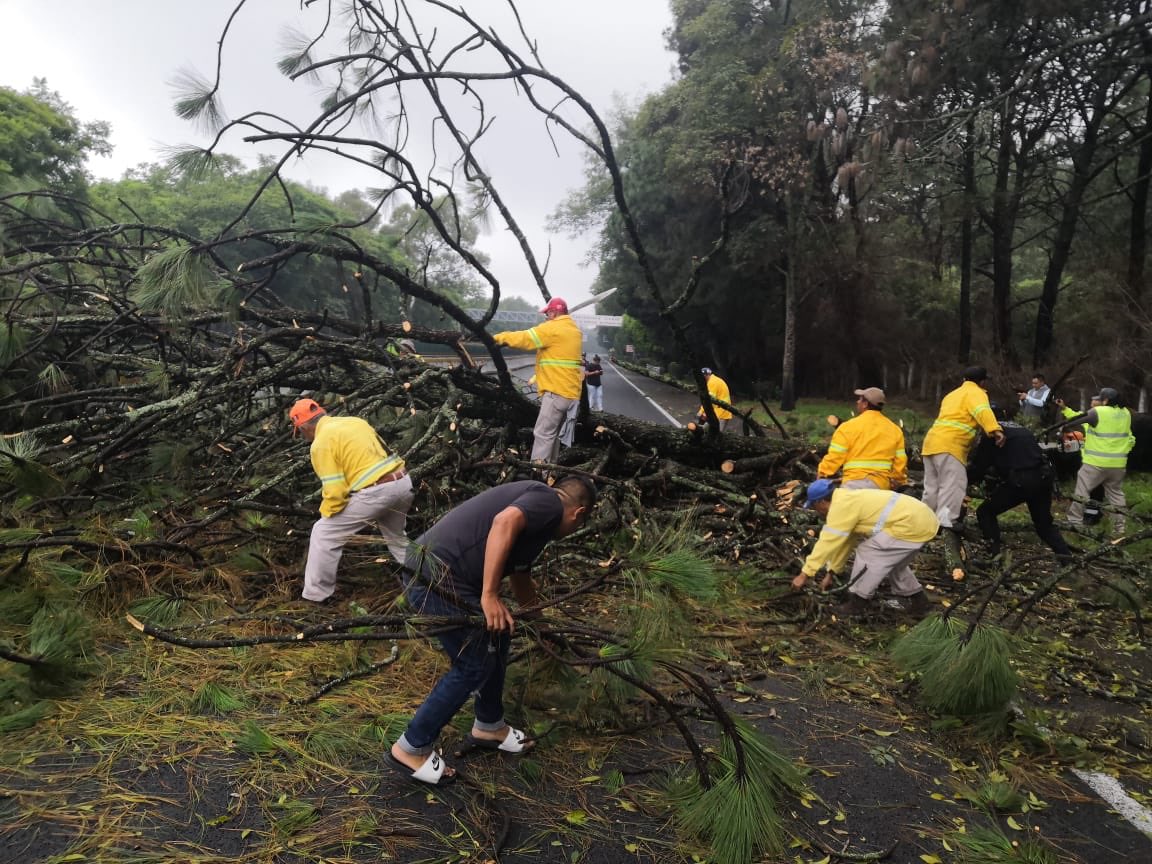 El árbol se cayó tras las fuertes lluvias. (David Monroy)
