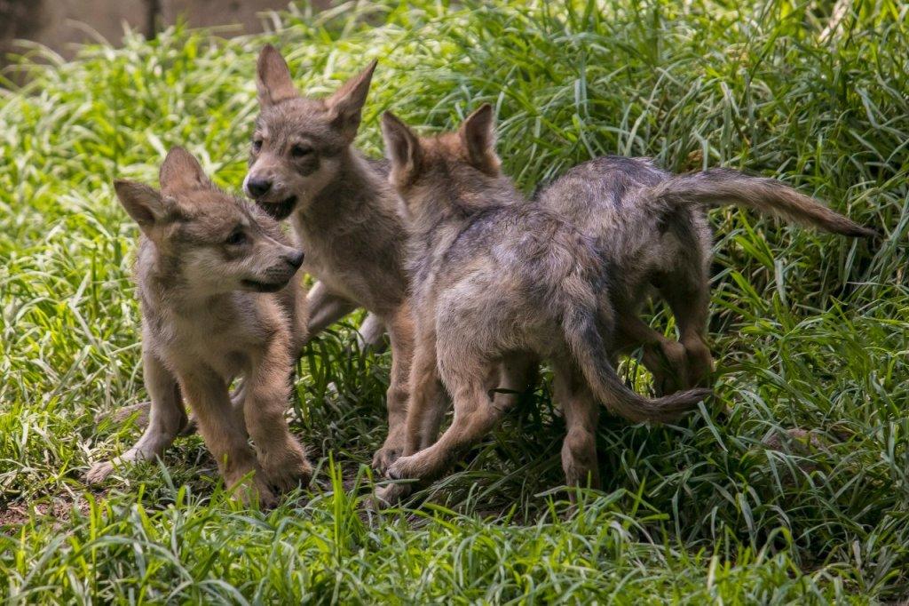 Los lobeznos nacieron el 11 de mayo en el Zoológico de Chapultepec. | Twitter