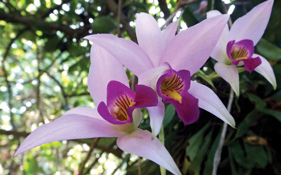 La mujer se dio cuenta que el hombre cultivaba numerosas orquídeas. Archivo