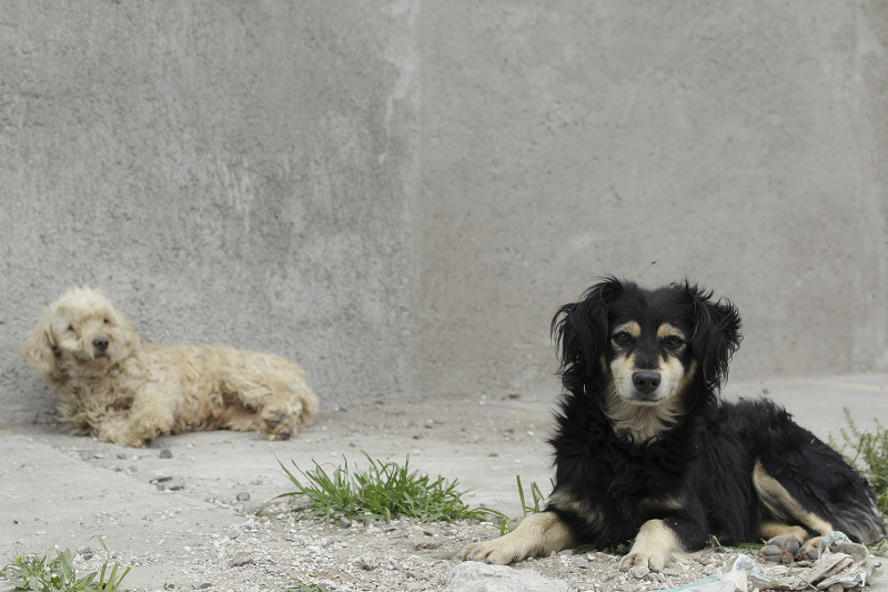 Sobrepoblación de perros (Daniela Manzano)