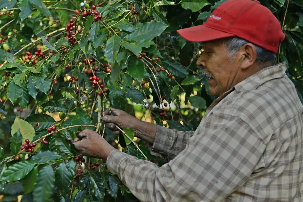 Puebla se colocó al cierre del año pasado entre los cuatros estados del país con mayor producción de grano. (Archivo)