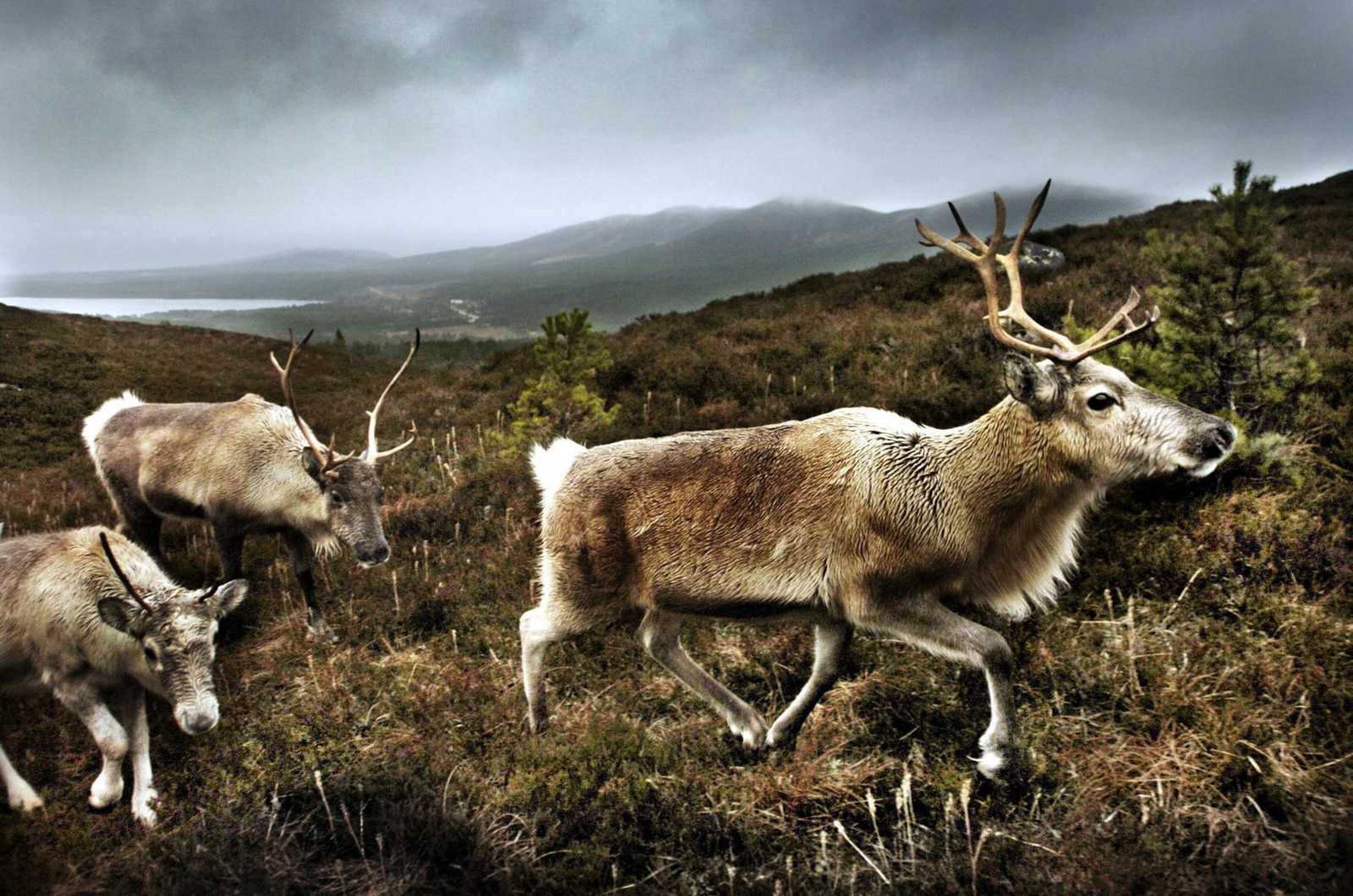En Noruega murieron alrededor de 200 renos por hambre, a consecuencia del cambio climático/Especial.