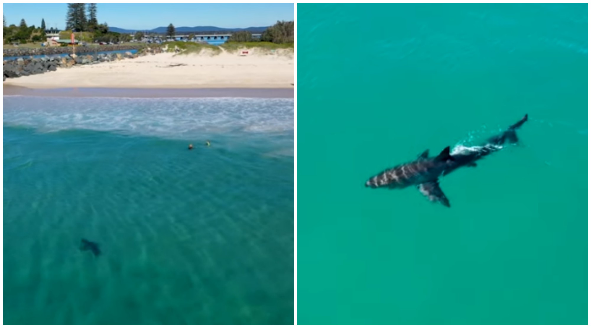 Tiburón blanco nada cerca de niños en playa
