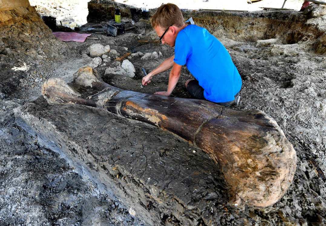 Hallazgo: fósil de dinosaurio en Francia (AFP)