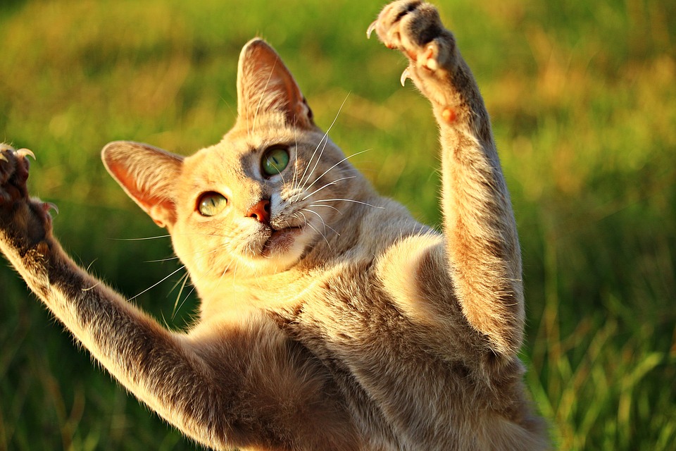 Por esta razón nunca deberías extirpar las garras de tu gato. (Especial)
