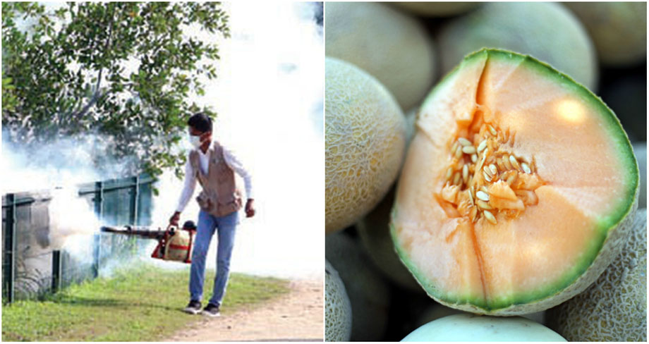 La producción de melón en la Comarca Lagunera se realiza con una gran variedad de plaguicidas. (Milenio Digital)