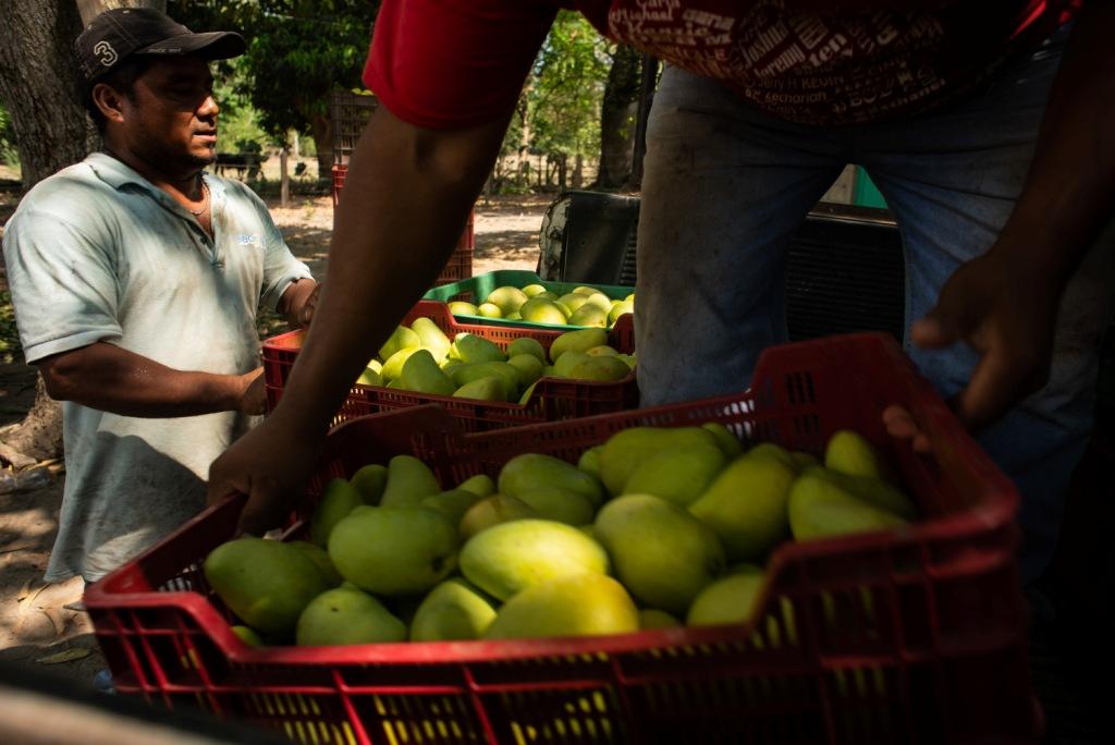 Productores de mango en Mapastepec, Chiapas (Cuartoscuro)