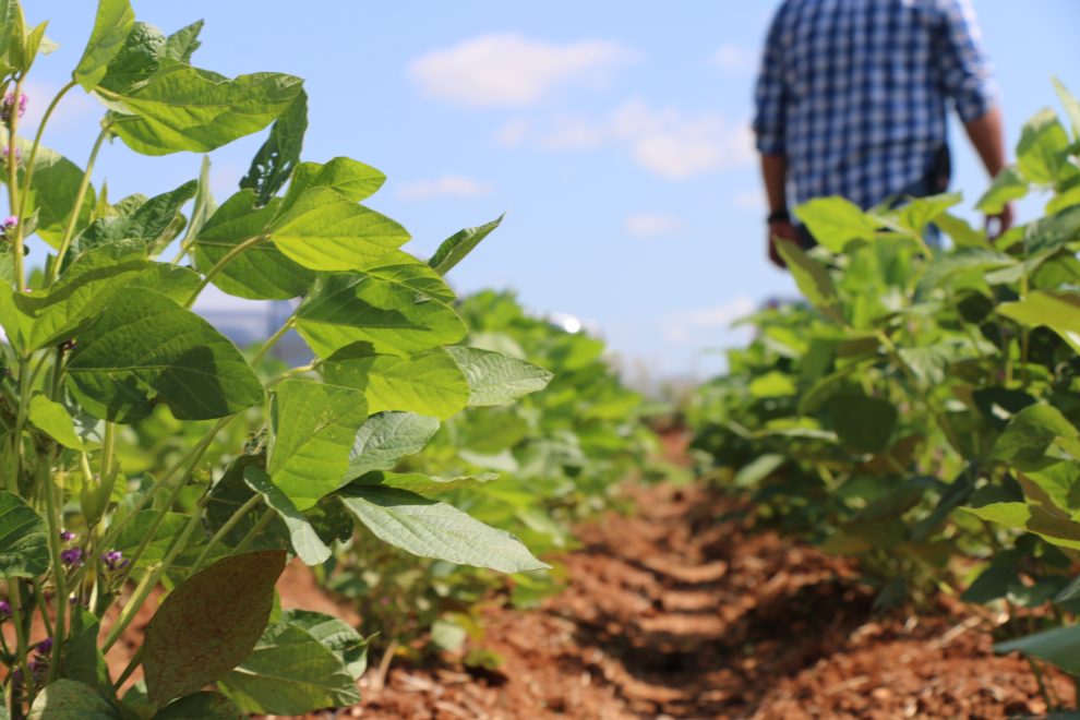 Siembra de soya en Tamaulipas (Foto/ESPECIAL)