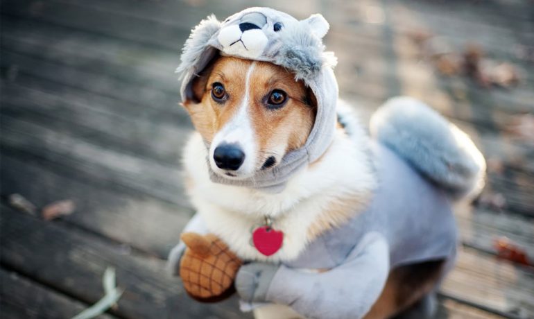 Vestir a los perros es maltrato animal: entrenador. (Especial)