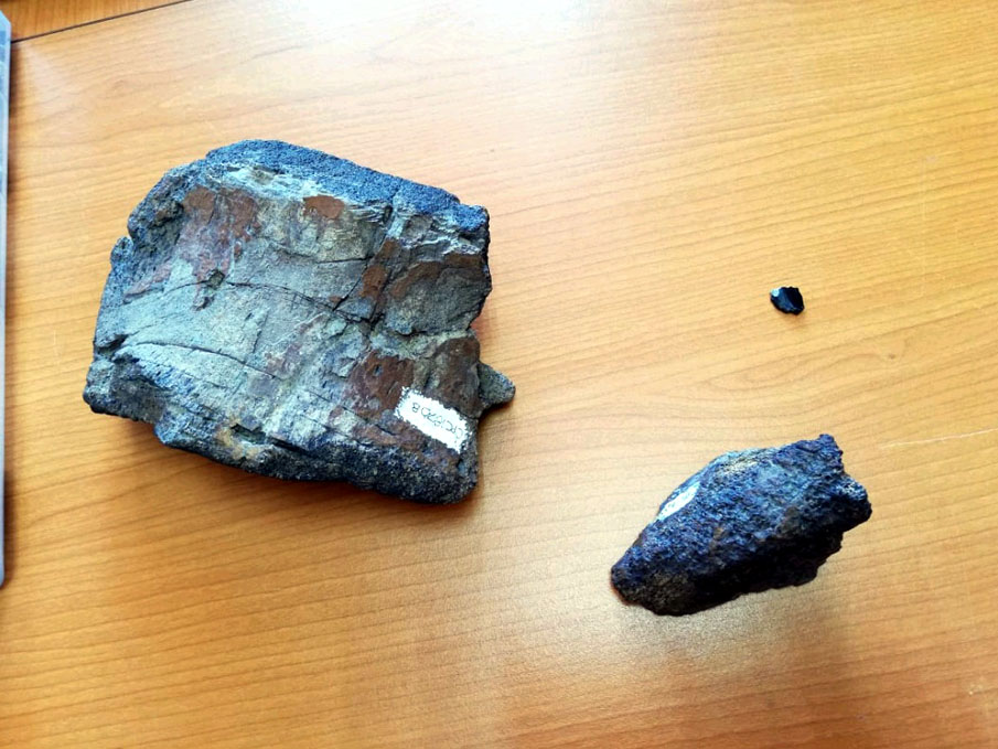 Representan la primera evidencia en México de la existencia de dinosaurios raptores de aproximadamente 6 metros de largo. (Jessica Rosales)