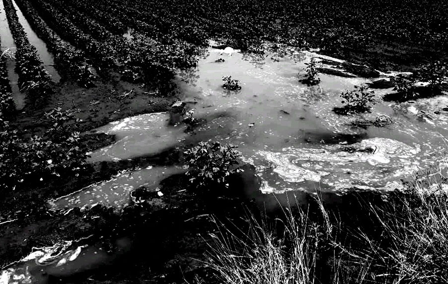 Esta historia surgió hace 25 años en terrenos del ejido Nilo, municipio de San Pedro, Coahuila. (Damián Ramírez)
