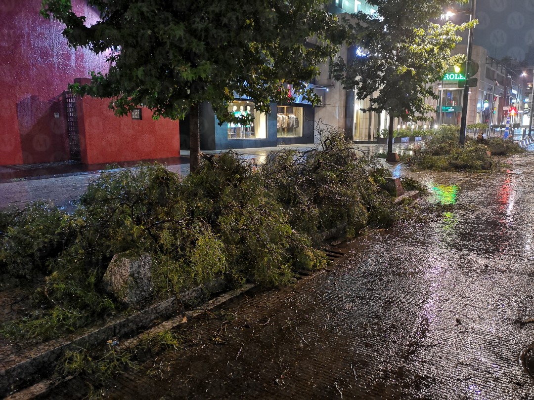 La caída de la rama provocó el cierre de la circulación en la avenida Presidente Mazaryck. (Jorge Becerril)