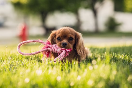 Los especialistas en animales podrán certificarse (Cortesía)