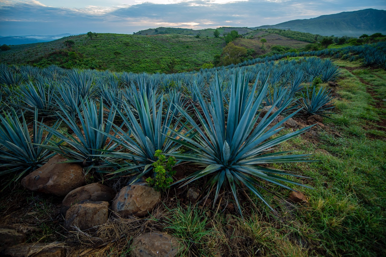 El agave permite la retención de suelos y la absorción del agua al subsuelo principalmente en las zonas de baja precipitación. (Cortesía)