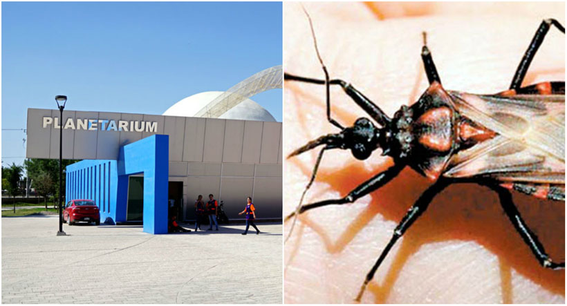 ¿Pica o Muerde? es una colaboración que se realiza con expertos de la UJED en torno a los insectos. (Notivox Digital)