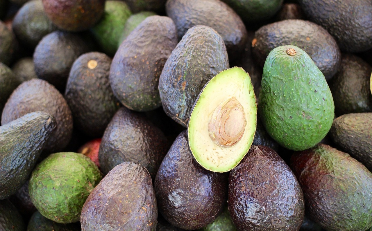 Descifran la secuencia genómica del aguacate Grupo Milenio