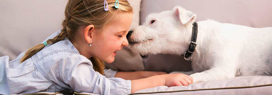 Las mascotas ya son recibidas en varios hoteles (Cortesía IHG)