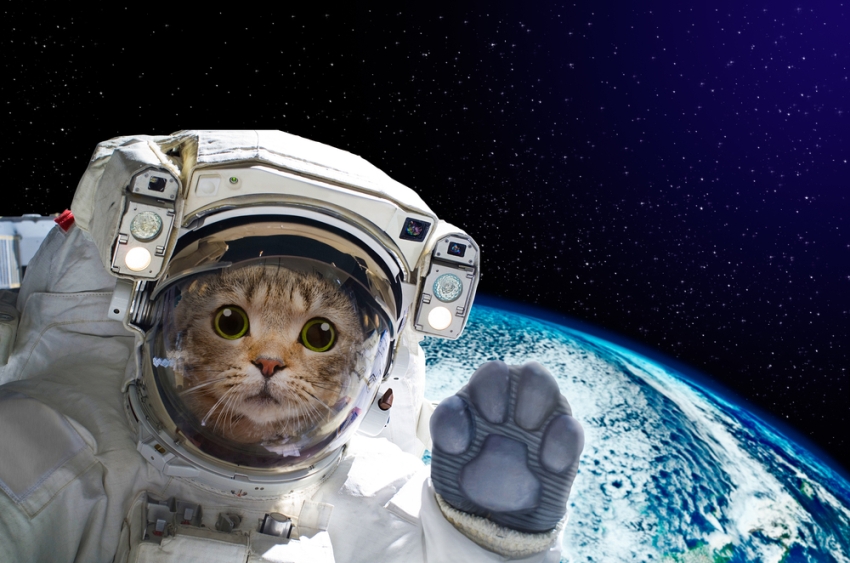 Aquí los beneficios que te puede dar un gato (Shutterstock).
