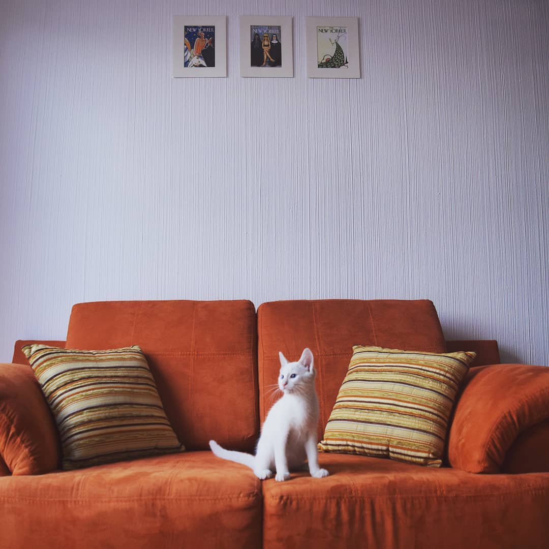 Día del Gato: por qué lo celebramos el 8 de agosto (Ernesto Huerta).