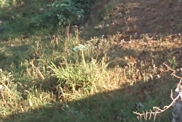 Encuentran cadáver en Valsequillo (Especial)