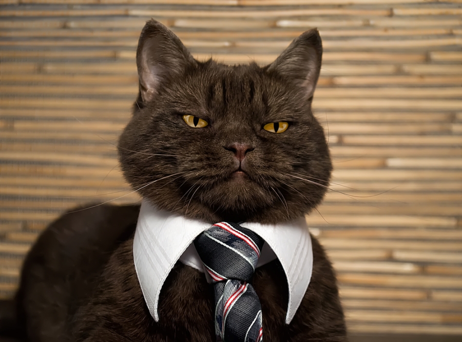 Un gato podría ayudarte a perder el miedo al fracaso (Shutterstock).