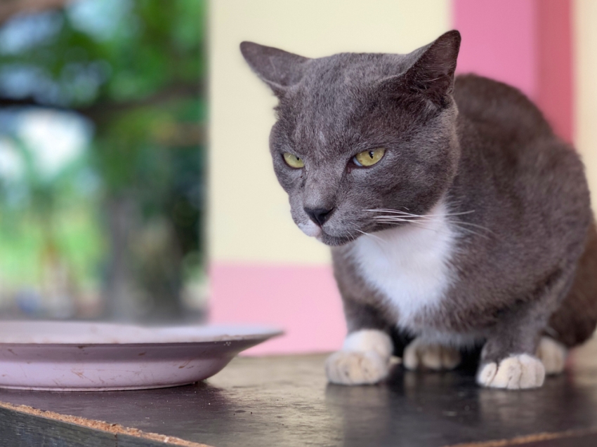Los gatos aprenden del comportamiento de sus dueños (Shutterstock).
