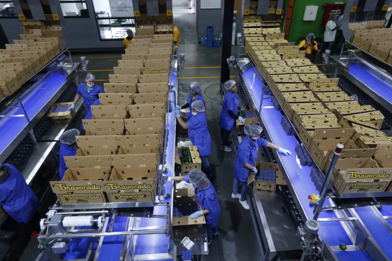 Cajas de aguacate (Araceli López)