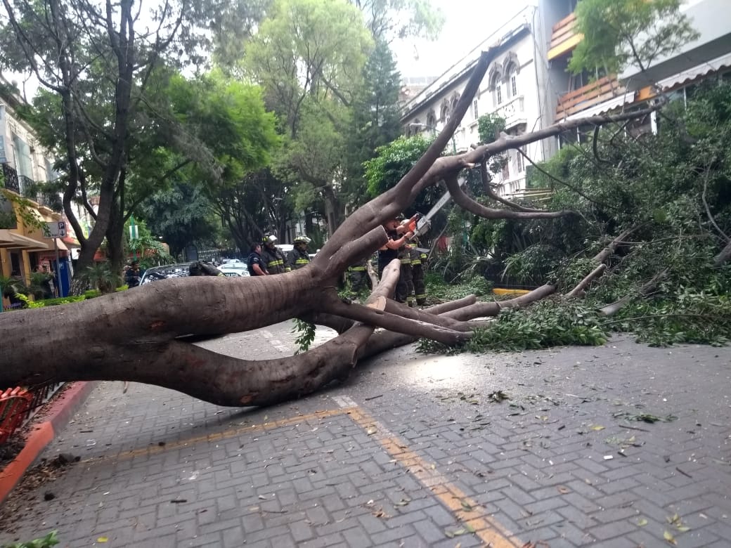 El árbol fue seccionado para su traslado. (Foto: Jorge Becerril)
