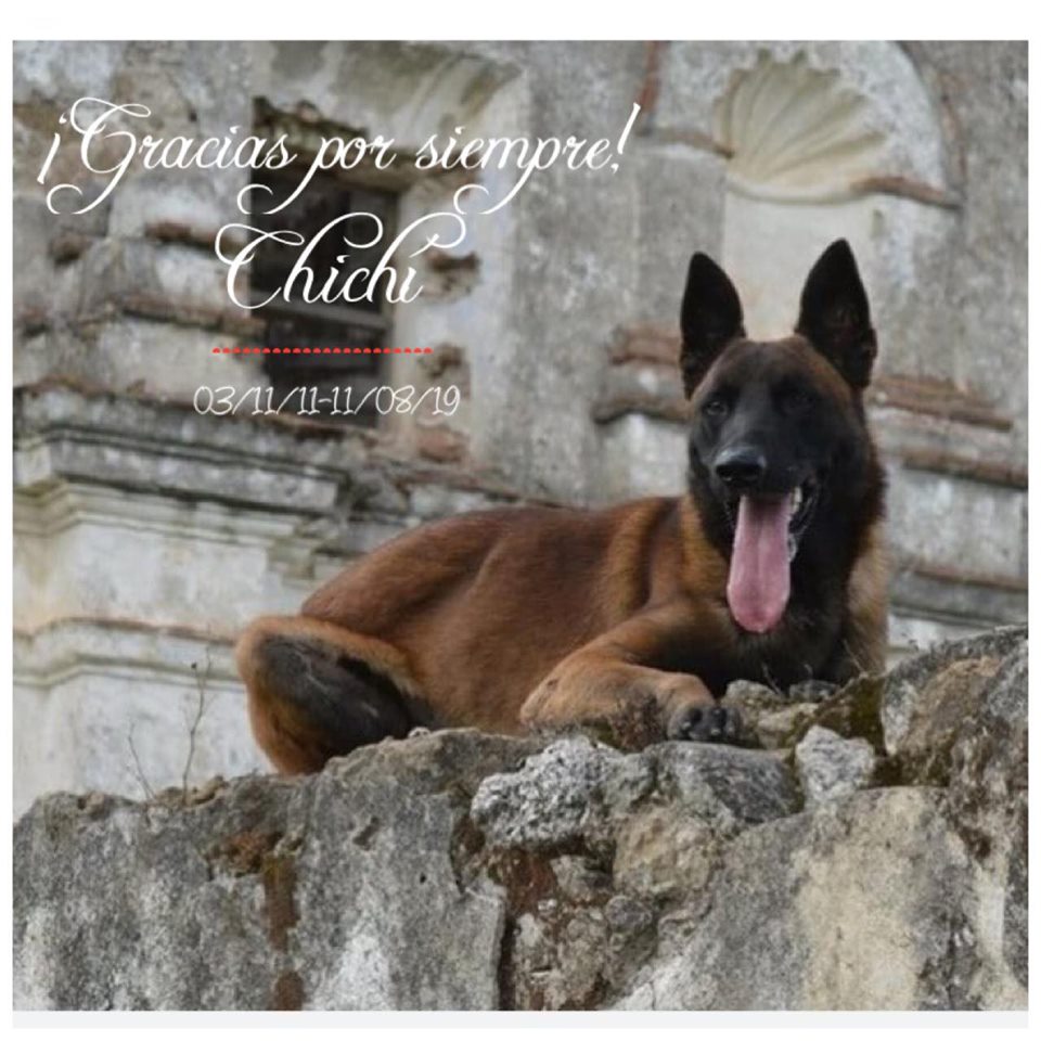 Chichí, el perro rescatista del sismo del 19 de septiembre de 2017, falleció este domingo. (Adoptando Amor Saltillo A. C)
