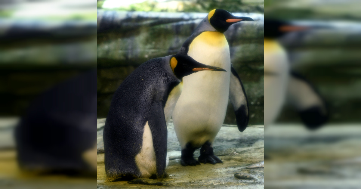 Skiper y Ping son dos pingüinos rey de 10 años (Reuters).