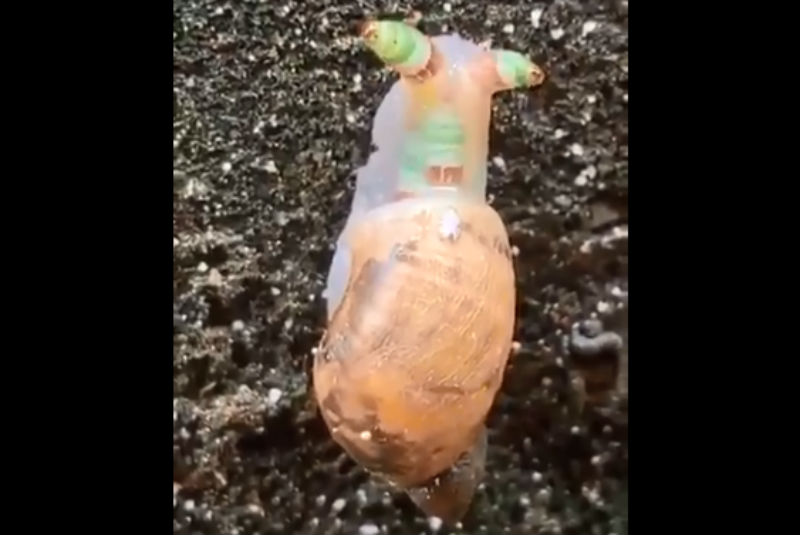 El caracol zombie fue encontrado en Taiwan. (Especial)