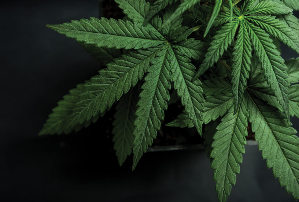 Horizon Marijuana Life Sciences Index fue el primer ETF de cannabis en el mundo; tiene un retorno anual de casi 40% (Shutterstock).