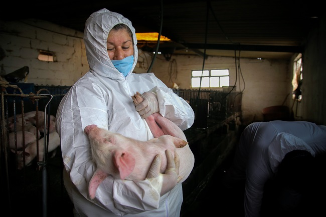 Sader quiere prevenir la entrada de la peste porcina africana a México. Foto: (Especial)