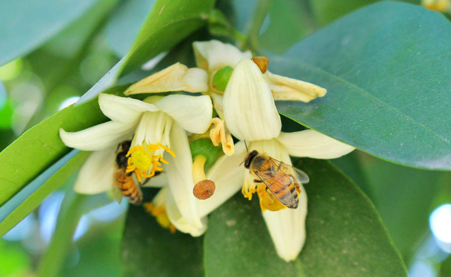 Buscarán que no se usen insecticidas que sean dañinos para las abejas. (Archivo)