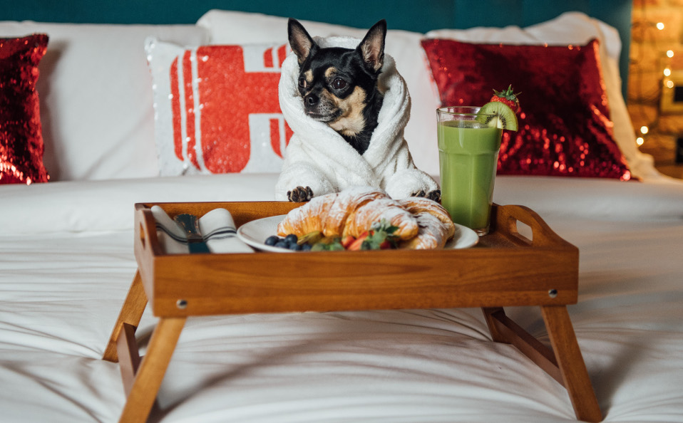 El cachorro ganador disfrutará de 10 noches en hoteles Pet Friendly (Cortesía)