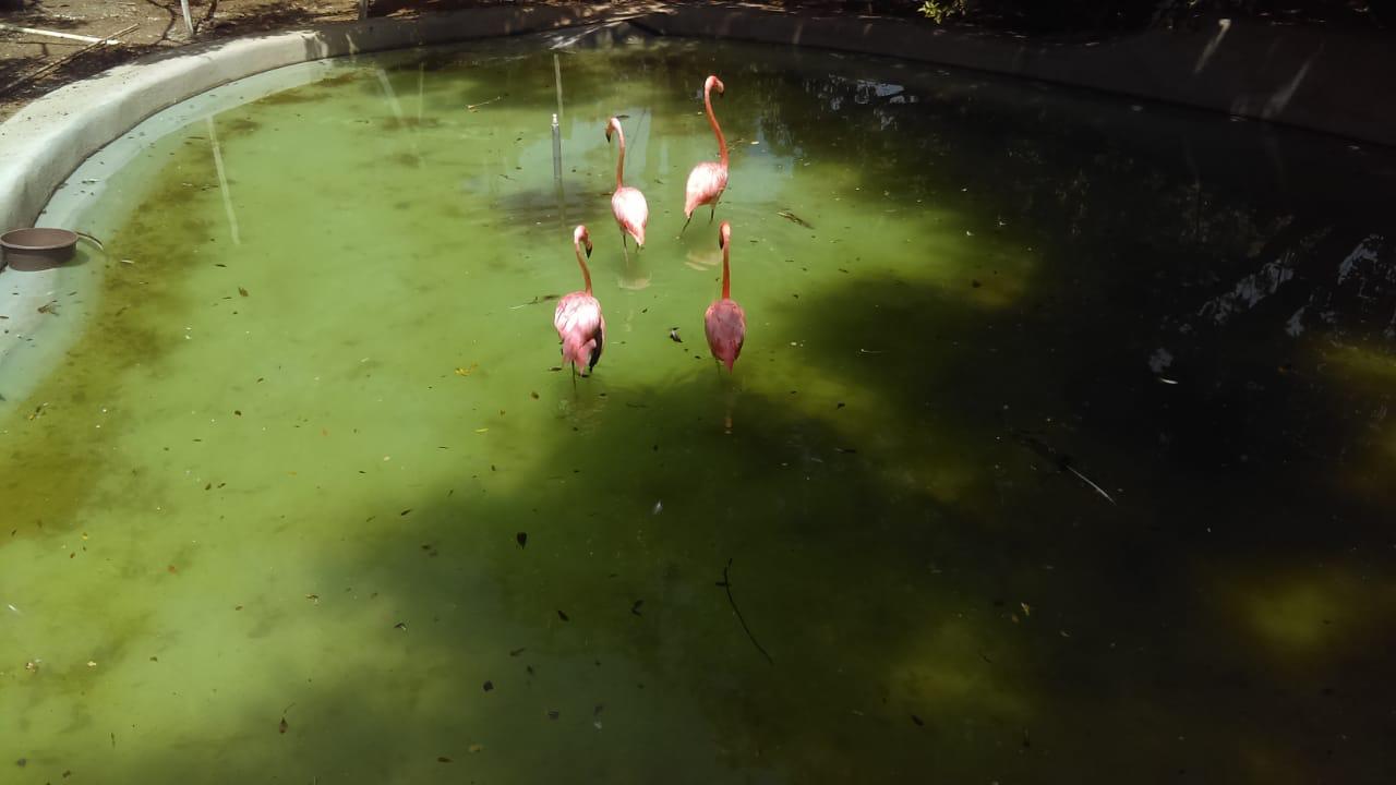 Se realizo el aseguramiento de cinco ejemplares de la fauna silvestre, cuatro de ellos flamencos rosados y una jirafa. Foto: Especial