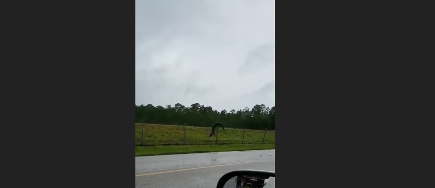 Un cocodrilo saltó una valla y una mujer lo captó en video. (Foto tomada del perfil de Facebook de Christina Stewart)