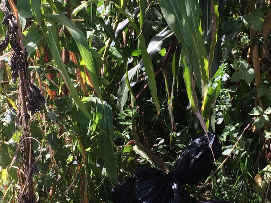 Hallan cadáveres en Teotlalcingo (Especial)