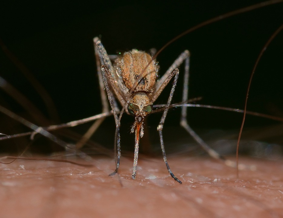 Los mosquitos te pueden picar por las siguientes razones. (Especial)