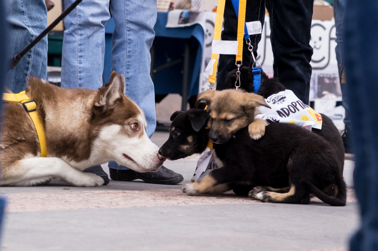 Tomarán medidas preventivas para evitar la venta de animales domésticos en instalaciones de la Feria de Pachuca. (Carlos Mercado)