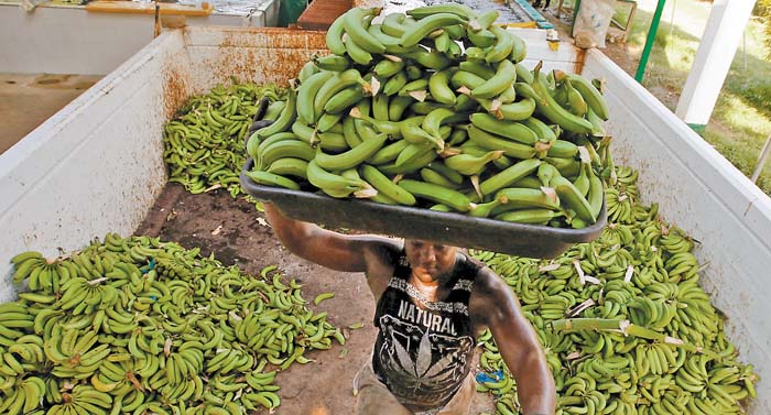 El "Fusarium oxisporum", presente en la zona de La Guajira. Jaime Saldarriaga/reuters