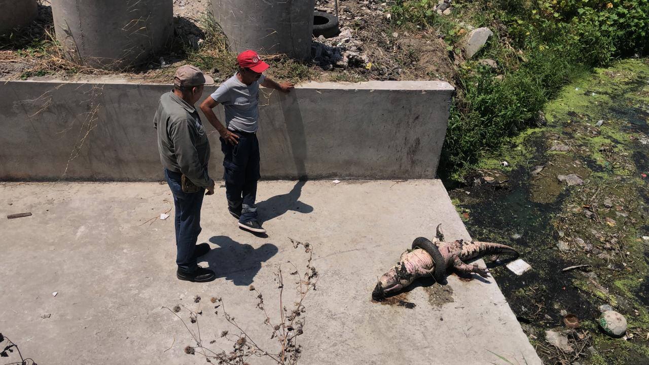 Cocodrilo muere al quedar atrapado en una llanta en la laguna La Ilusión en Madero (Foto/Jesús Alberto García)